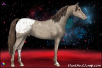 Horse Color:Classic Champagne Appaloosa