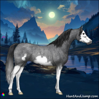 Horse Color:Blue Roan Splash Frame Rabicano