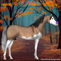 Horse Color:Bay Dun Splash 
