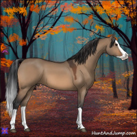 Horse Color:Bay Dun Splash 