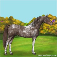 Horse Color:Liver Chestnut Tobiano 