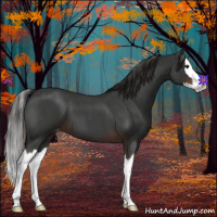 Horse Color:Liver Red Roan Splash Varnish 