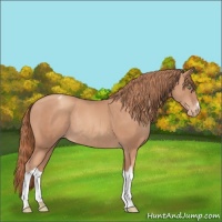 Horse Color:Gold Champagne Varnish Rabicano