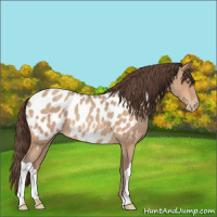 Horse Color:Amber Champagne Roan Appaloosa 