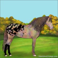 Horse Color:Void Nacre Amber Champagne Roan Appaloosa 