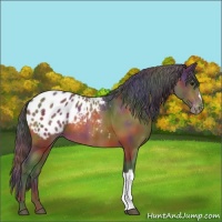 Horse Color:Nacre Brown Appaloosa 