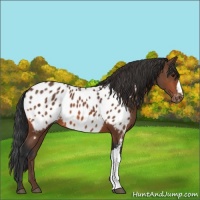 Horse Color:Bay Near Leopard 