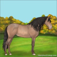 Horse Color:Sable Champagne 