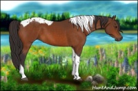 Horse Color:Buckskin Tobiano 
