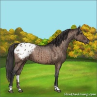 Horse Color:Brown Dun Appaloosa 