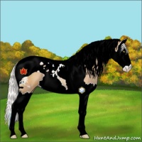 Horse Color:Silver Bay Pearl Splash Tobiano Varnish