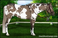 Horse Color:White Spotted Liver Red Dun