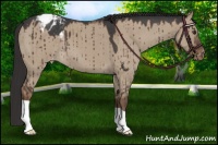 Horse Color:Liver Red Dun Roan Appaloosa