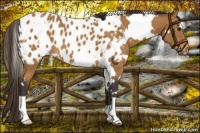 Horse Color:White Spotted Buckskin Blanket 