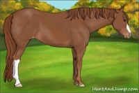 Horse Color:Chestnut Appaloosa