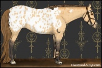Horse Color:Buckskin Dun Appaloosa