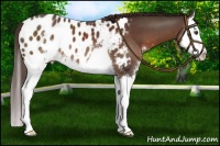 Horse Color:Liver Chestnut Sabino Splash Appaloosa 