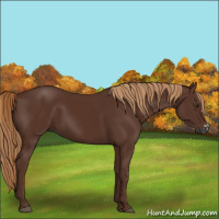 Horse Color:Gray Chestnut Frame 