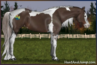 Horse Color:Liver Chestnut Splash Tobiano Varnish 