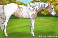 Horse Color:Silver Buckskin Splash Tobiano Appaloosa