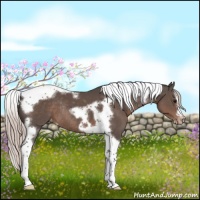 Horse Color:Silver Black Splash Tobiano Frame Appaloosa Rabicano 