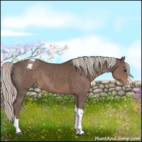 Horse Color:Silver Black Sabino Splash Tobiano Appaloosa
