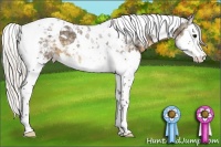 Horse Color:Silver Smoky Black Splash Tobiano Appaloosa 