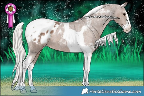 Horse Color:Silver Black Splash Tobiano Appaloosa