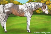 Horse Color:Silver Smoky Black Splash Tobiano Appaloosa 