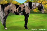 Horse Color:Gray Void Silver Classic Champagne Splash Tobiano