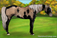 Horse Color:Gray Void Silver Classic Champagne Splash Tobiano 