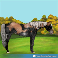 Horse Color:Gray Void Silver Classic Champagne Splash Tobiano 
