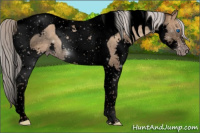 Horse Color:Gray Void Silver Classic Champagne Splash Tobiano 