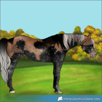 Horse Color:Gray Void Silver Classic Champagne Splash Tobiano 