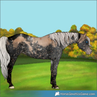 Horse Color:Gray Void Silver Classic Champagne Splash Tobiano 