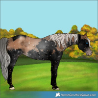 Horse Color:Gray Void Silver Classic Champagne Splash Tobiano 