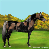 Horse Color:Gray Void Silver Classic Champagne Splash Tobiano