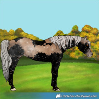 Horse Color:Gray Void Silver Classic Champagne Splash Tobiano 