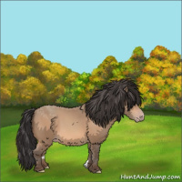 Horse Color:Amber Champagne 