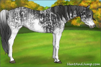 Horse Color:Gray White Spotted Black  and Gray White Spotted Black 