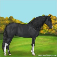 Horse Color:Black 