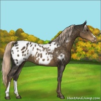 Horse Color:Chocolate Palomino Appaloosa 