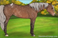 Horse Color:Silver Bay Appaloosa 