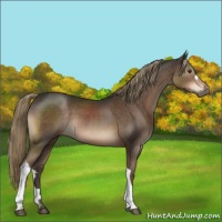 Horse Color:Liver Chestnut 