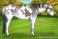 Horse Color:Gray White Spotted Grullo and Gray White Spotted Grullo Splash