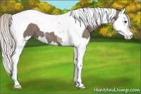 Horse Color:Silver Black Splash Tobiano 