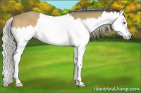 Horse Color:Silver Bay Chinchilla Splash 