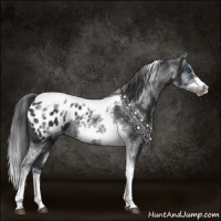 Horse Color:White Spotted Black Splash Tobiano Frame Appaloosa