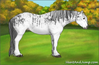 Horse Color:Gray White Spotted Black  and Gray White Spotted Black 