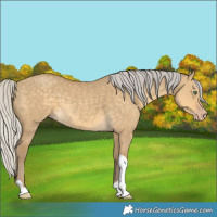 Horse Color:Silver Classic Cream Champagne Dun 
